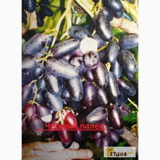 Лоза и саженци винограда Блэк Фингер(Черный палец), преображение по очень приемлемым ценам