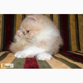 Экстремальные персидские котята, ярких окрасов