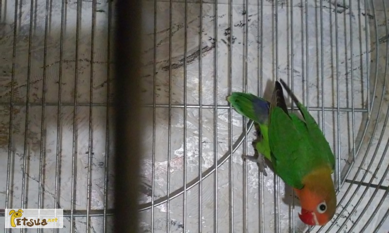 Фото 4. Продам певчих попугаев, неразлучников Фишера