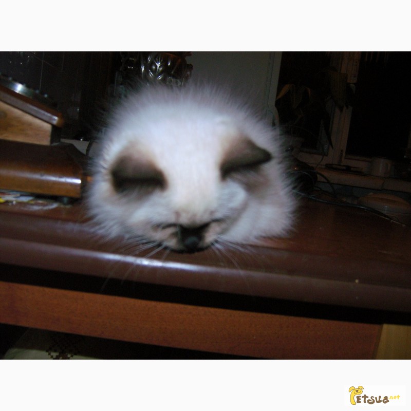 Фото 5. Котята регдолл, Голубоглазые пушистые колорпойнты