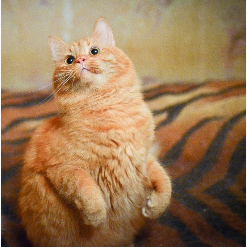 Фото 2/4. Теплое нежное солнышко, молодой домашний котик Фима в добрые руки
