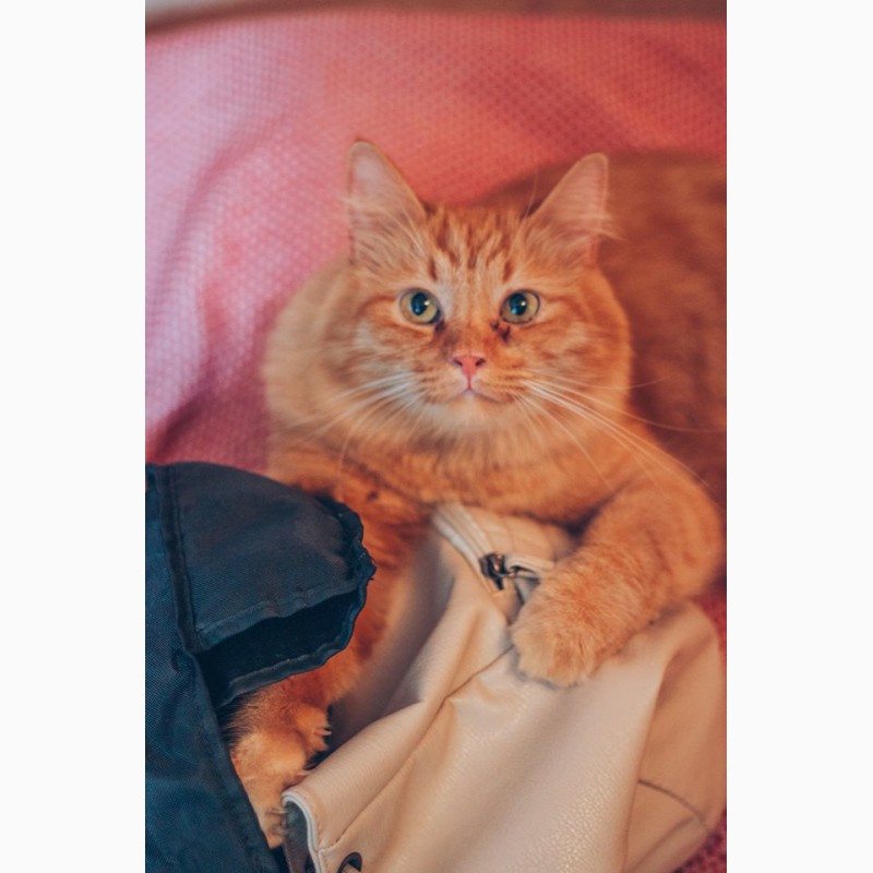 Фото 3. Теплое нежное солнышко, молодой домашний котик Фима в добрые руки