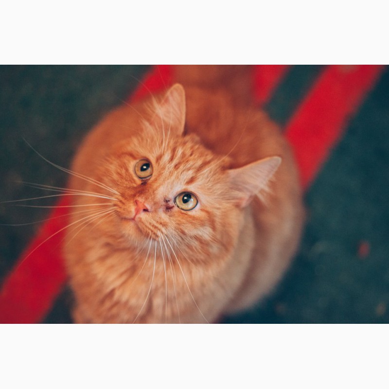 Фото 4. Теплое нежное солнышко, молодой домашний котик Фима в добрые руки