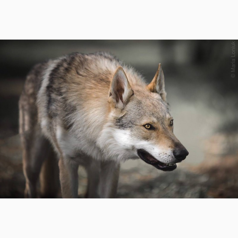 Фото 2. Чехословацкий влчак, волчак щенки. Питомник КСУ