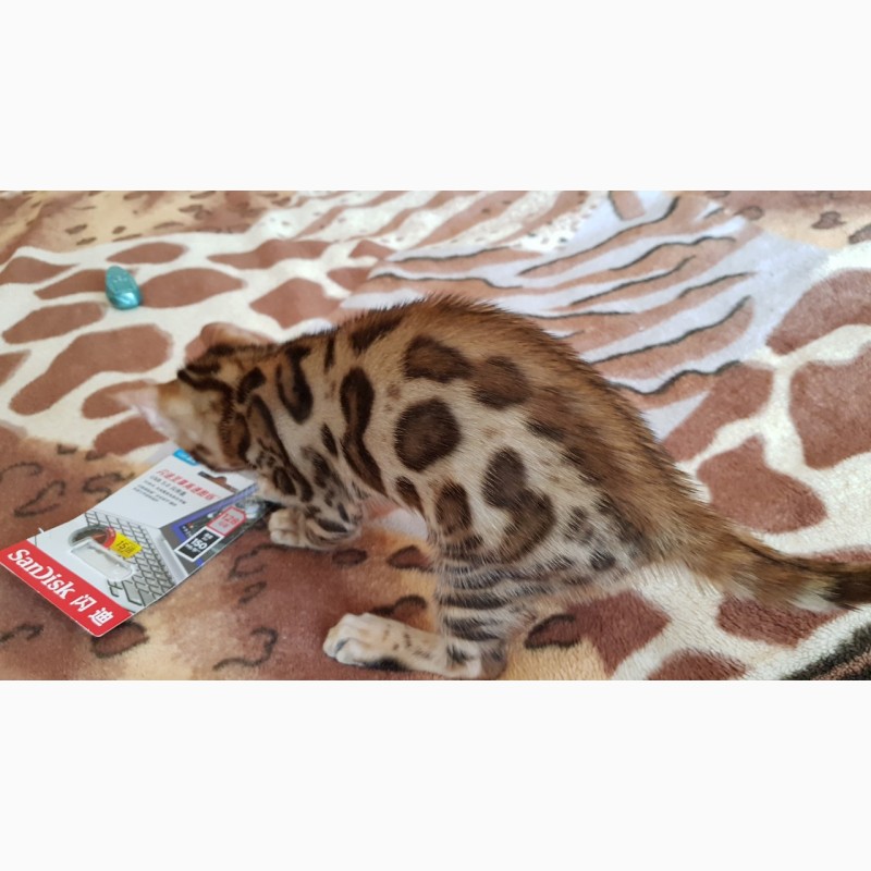Фото 5. Продажа бенгальских котят из питомника Украина