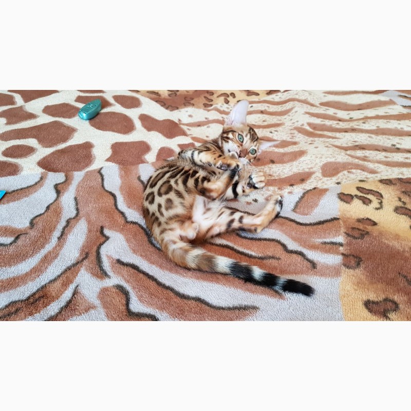 Фото 1/6. Продажа бенгальских котят из питомника Украина