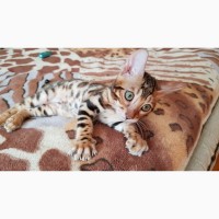 Продажа бенгальских котят из питомника Украина
