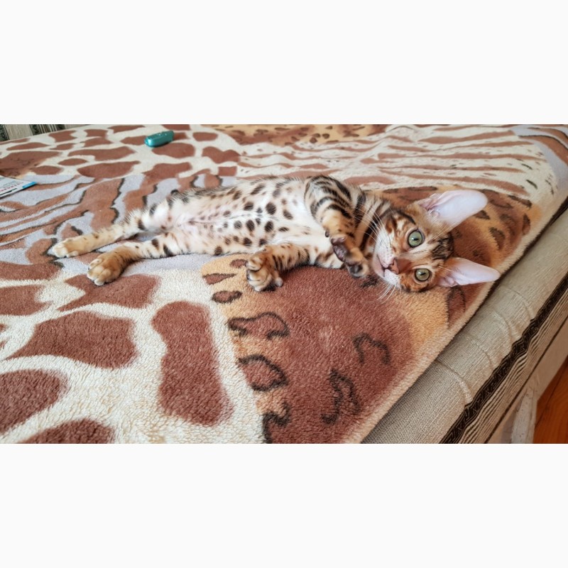 Фото 3. Продажа бенгальских котят из питомника Украина
