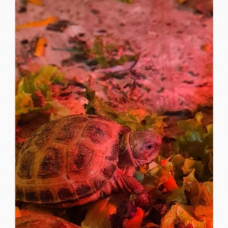 Черепахи сухопутные продам