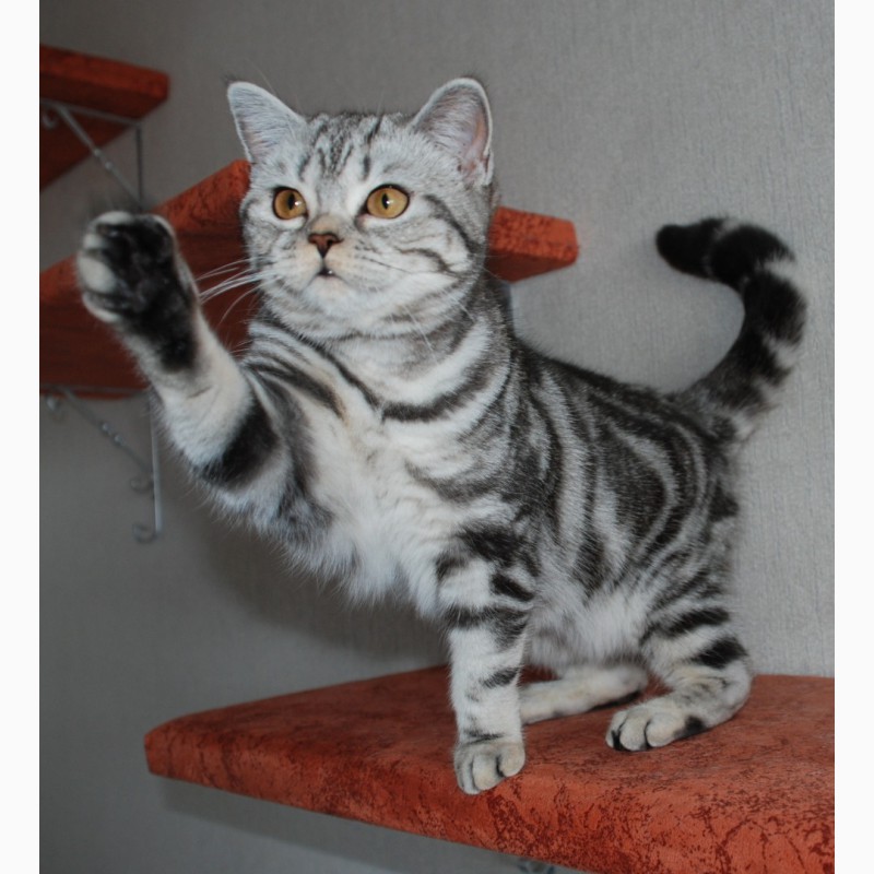 Фото 2/3. Питомник предлагает британских котят окраса черный мрамор на серебре