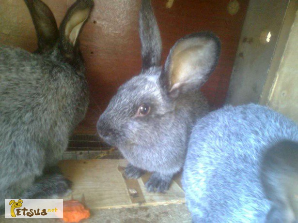 Фото 3. Кролики Полтавское серебро