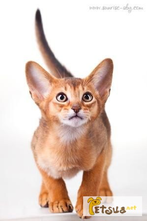 Фото 1/1. Абиссинские котята - современный тип, регистрация cfa