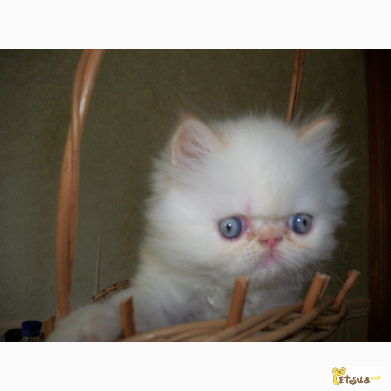 Фото 4. Персидские котята экстремального типа
