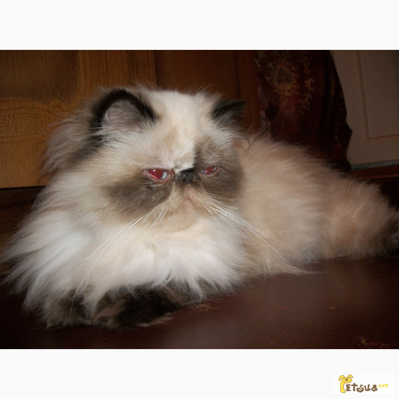 Фото 5. Персидские котята экстремального типа