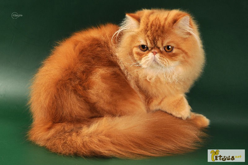 Персидские длинношерстные котята. Питомник