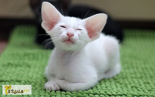 Фото 1/1. Куплю белого котенка ориентала