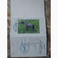 Продам щенков Курцхаара (с родословной)