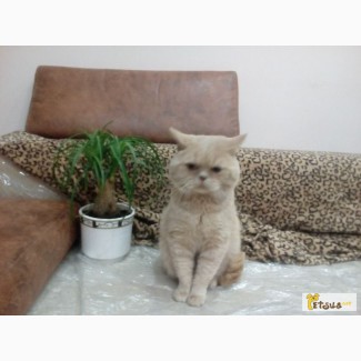 Британский кот персиковый окрас приглашает на вязку