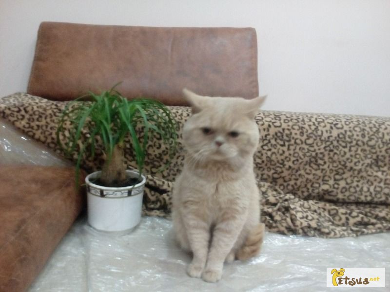 Британский кот персиковый окрас приглашает на вязку