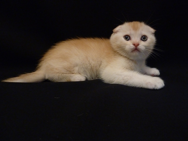 Фото 1/1. Продам рыжего (красного) тикированного на серебре котенка скоттиш фолд (scottish fold) SFS