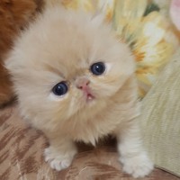 Персидские котята малыши