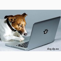 Кінолог з Коломиї, дресирування собак, он-лайн консультації