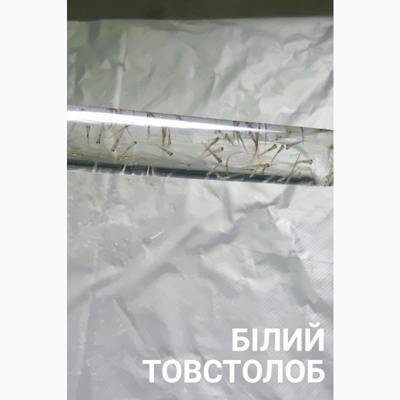 Фото 5. Личинка амура, білого товстолоба та гібрида Б.Т. в сторону білого