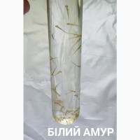Личинка амура, білого товстолоба та гібрида Б.Т. в сторону білого