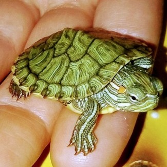 Самые красивые черепахи в мире - это красноухие черепашки