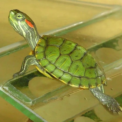 Фото 10. Самые красивые черепахи в мире - это красноухие черепашки