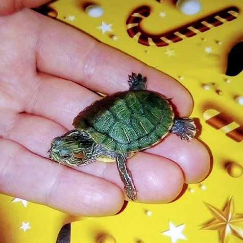 Фото 12. Самые красивые черепахи в мире - это красноухие черепашки