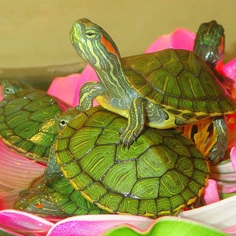 Фото 3/12. Самые красивые черепахи в мире - это красноухие черепашки