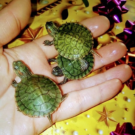 Фото 4. Самые красивые черепахи в мире - это красноухие черепашки