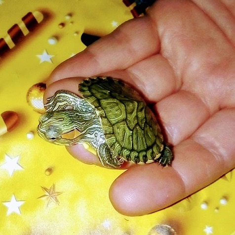 Фото 9. Самые красивые черепахи в мире - это красноухие черепашки