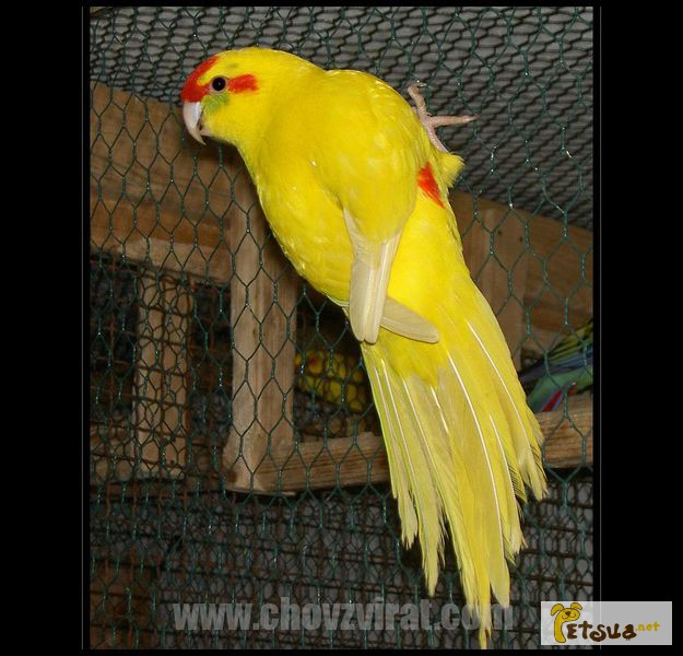 Какарики и другие мелкие породы попугаев
