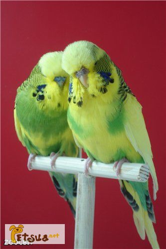 Выставочные волнистые попугайчики