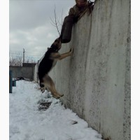 Продам щенков восточно-европейской овчарки