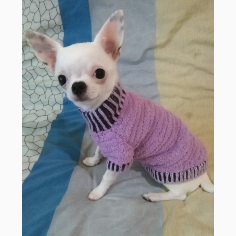 Фото 5. Сиреневый плюшевый свитерок Для кошек и собачек Ручное вязание