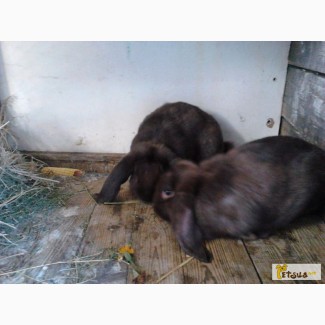 Продам кроликов породы французский баран ( гавана)