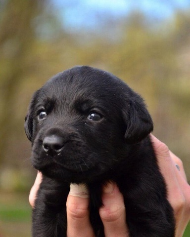 Фото 3. Лабрадор ретривер щенки клубные, чёрного и шоколадного окраса