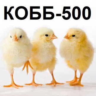 Инкубационные яйца. Бройлер Кросс КОББ-500 из Венгрии. Выход от 80% (цена 13 грн)
