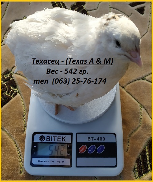 Фото 3/5. Инкубационные яйца перепела Техасец белый - бройлер (США Texas A M)