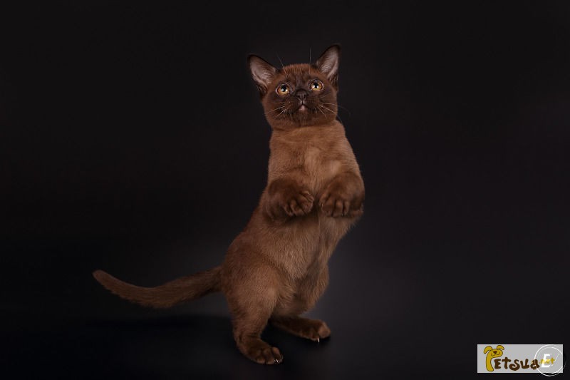 Бурманский котенок соболиного окраса, кошечка