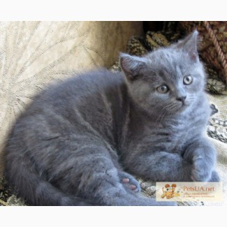 Продам шикарного шотландского котенка, голубой- мраморный.