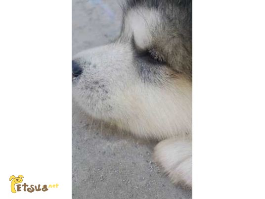 Фото 1/1. Прекрасные щенки Аляскинского маламута