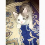 Турецкий Ван, сибирский кот ( котята)