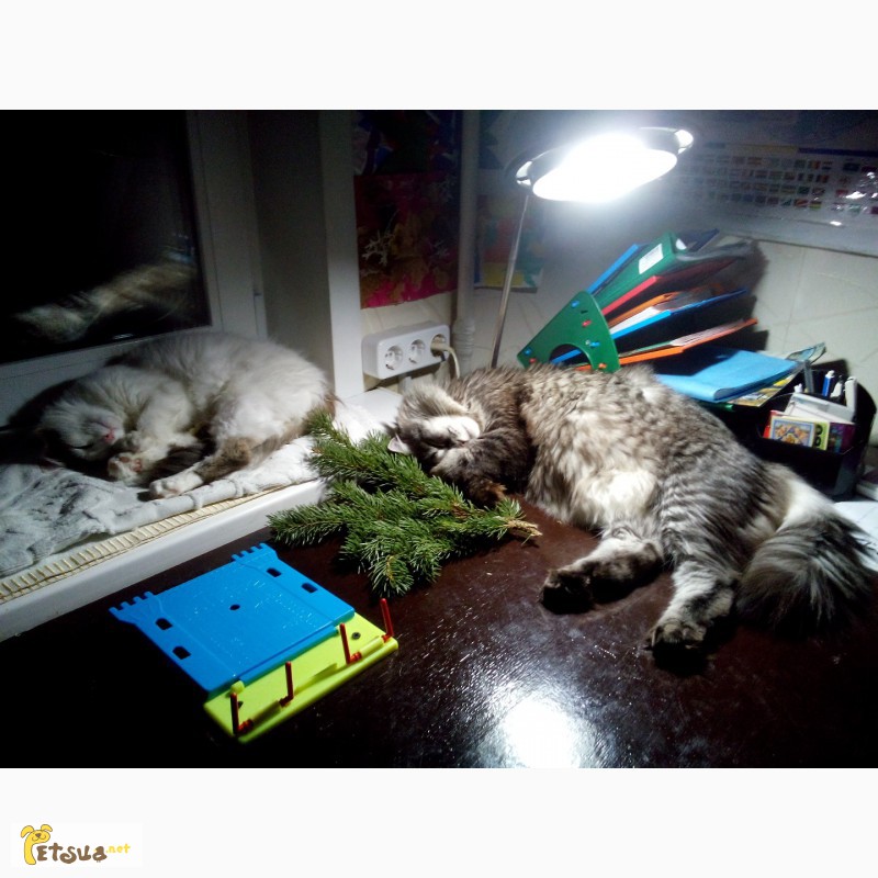 Фото 7. Турецкий Ван, сибирский кот ( котята)