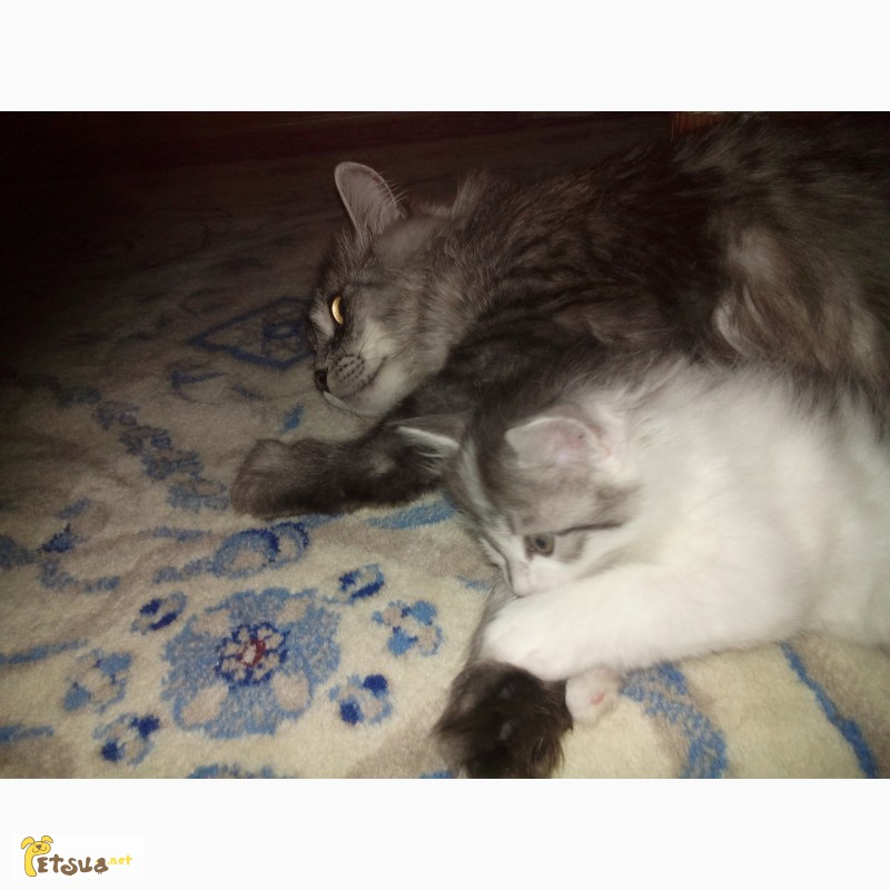 Фото 9. Турецкий Ван, сибирский кот ( котята)