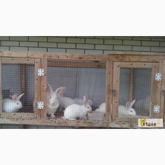 Кролики породы Хилла