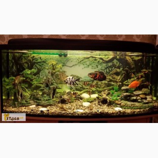 Продам панорамный аквариум с овальным передним стеклом в отличном состоянии